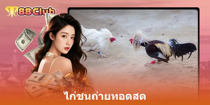 ไก่ชนถ่ายทอดสด: ประสบการณ์การเดิมพันที่เหนือระดับกับ 88Club 1 ไก่ชนถ่ายทอดสด