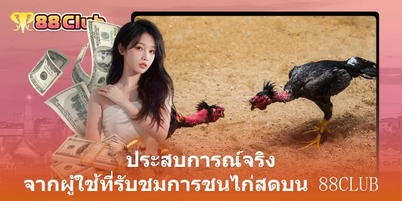 ไก่ชนถ่ายทอดสด: ประสบการณ์การเดิมพันที่เหนือระดับกับ 88Club 3 ประสบการณ์จริง จากผู้ใช้ที่รับชมการชนไก่สดบน 88club